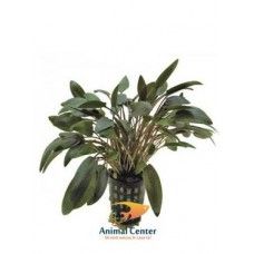 CRYPTOCORYNE WENDTII BROWN 5 CM POT