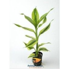 DRACAENA SANDERIANA YELLOW 5 CM POT - T