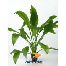 ECHINODORUS BLEHERI 5 CM POT