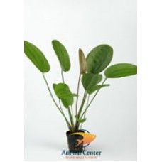 ECHINODORUS CHRILENI 5 CM POT