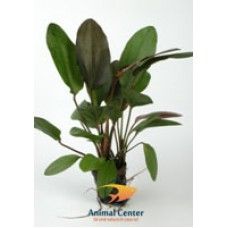 ECHINODORUS OZELOT RED 5 CM POT