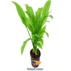 ECHINODORUS PARVIFLORUS 5 CM POT