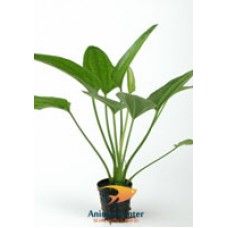 ECHINODORUS RADICANS 5 CM POT