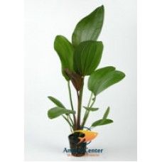 ECHINODORUS RUBRA 5 CM POT