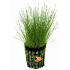 ELEOCHARIS ACICULARIS 5 CM POT