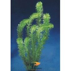 ELODEA DENSA 5 CM POT