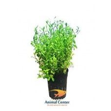 GLOSSOSTIGMA ELATINOIDES 5 CM POT