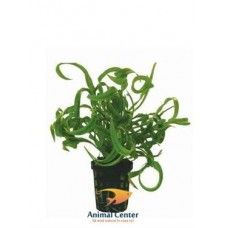 HELANTHIUM SP VESUVIO 5 CM POT - N