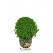 HEMIANTHUS CALLITRICHOIDES 5 CM POT