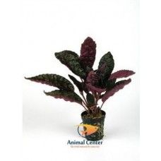 HEMIOGRAPHIS COLORATA 5 CM POT