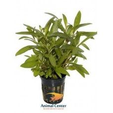 HYGROPHILA CORYMBOSA THAILAND 5 CM POT