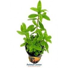 HYGROPHILA POLYSPERMA 5 CM POT