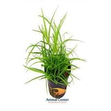 JUNCUS REPENS 5 CM POT