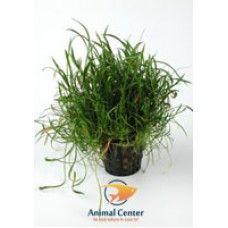 LILAEOPSIS NOVEA-ZEALANDIA 5 CM POT