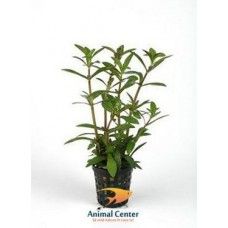 LIMNOPHILA AROMATICA 5 CM POT