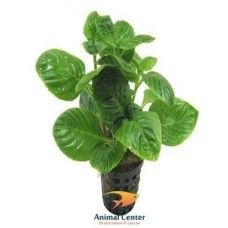 LIMNOPHILA RUGOSA 5 CM POT