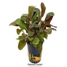 LOBELIA CARDINALIS 5 CM  POT