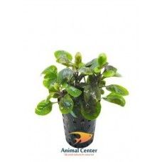 LOBELIA CARDINALIS DWARF 5 CM POT - N