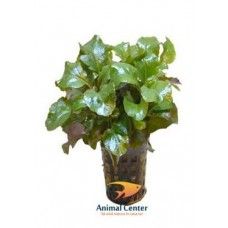 LOBELIA CARDINALIS WAVY 5 CM POT - N