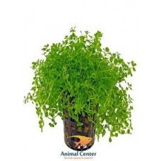 MICRANTHEMUM MONTE CARLO 5 CM POT