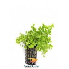 MICRANTHEMUM UMBROSUM 5 CM POT