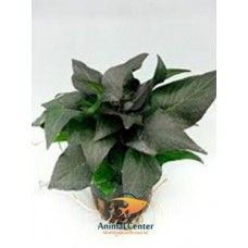 NOMAPHILA SIAMENSIS PARVIFOLIA  5 CM POT - N