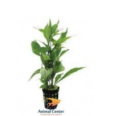 NOMAPHILA STRICTA FLEUR 5 CM POT