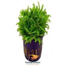 POGOSTEMON HELFERI 5 CM POT - N