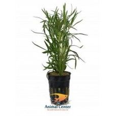 POGOSTEMON STELLATUS 5 CM POT