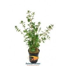 ROTALA ROTUNDIFOLIA 5 CM POT