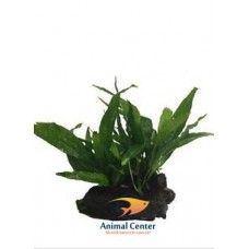 WOOD MICROSORIUM PTEROPUS SIZE XS