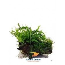 WOOD MICROSORIUM-MOSS- SMALL