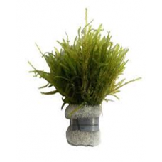 VESICULARIA DUBYANA CUP - N