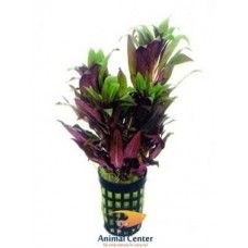 LUDWIGIA PERUVIANA ECO BUNCH