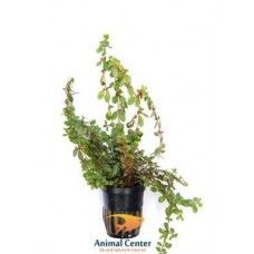 ROTALA MACRANDRA ECO BUNCH