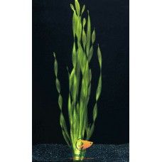 VALLISNERIA ASIATICA ECO BUNCH