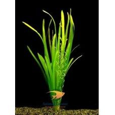 VALLISNERIA GIGANTEA - BUNCH