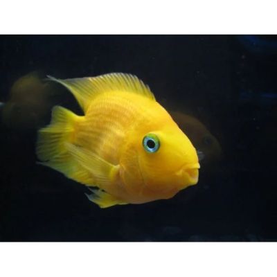 CICLIDE PAPAGAL GALBEN