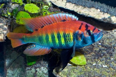 CICLIDE NYEREREI XXL