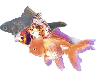 CRAP KOI BUTTERFLY L