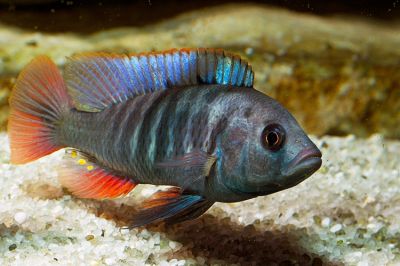 CICLIDE LACUL VICTORIA