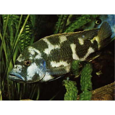 CICLIDE LIVINGSTONII