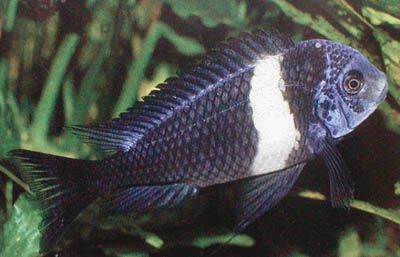 CICLIDE TROPHEUS DUBOISI