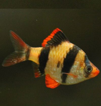 SUMI GALBEN ( ALBINO )