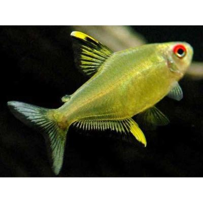 TETRA LEMON