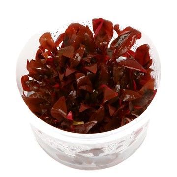 EASY GROW ALTERNANTHERA REINECKII MINI NR. 1 - N