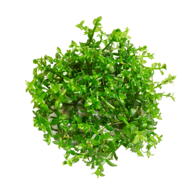 EASY GROW GRATIOLA VISCIDULA NR 118 - N