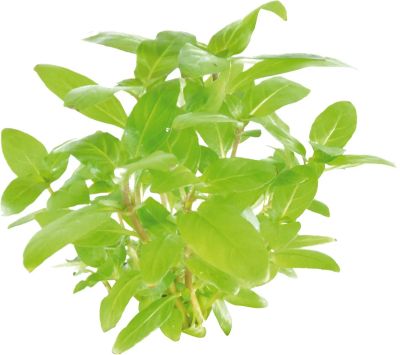 EASY GROW STAUROGYNE REPENS NR - 111