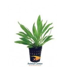 EASY GROW HELANTHIUM TENELLUM NR 35 - N
