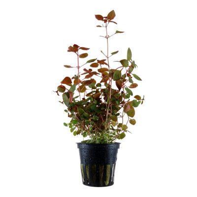 LUDWIGIA PALUSTRIS RED 5 CM POT